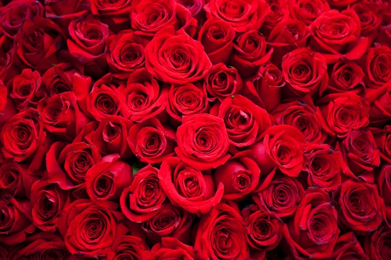 valentines day red roses gift